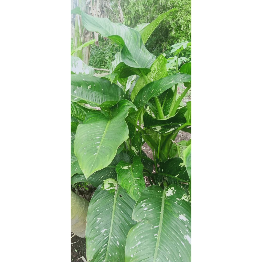 Jual Tanaman Hias Dieffenbachia seguine/Sri rejeki/Daun Bahagia Jumbo