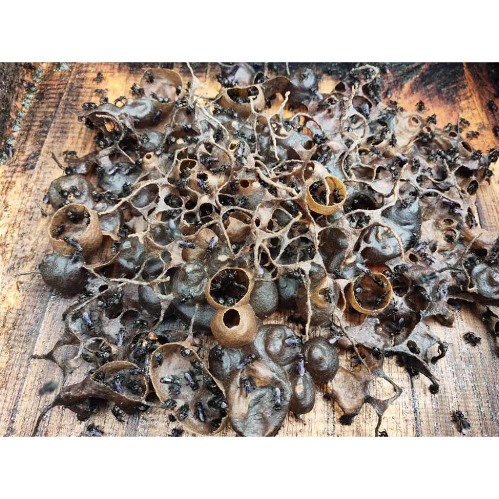 Lebah Kelulut/ Trigona/ Klanceng