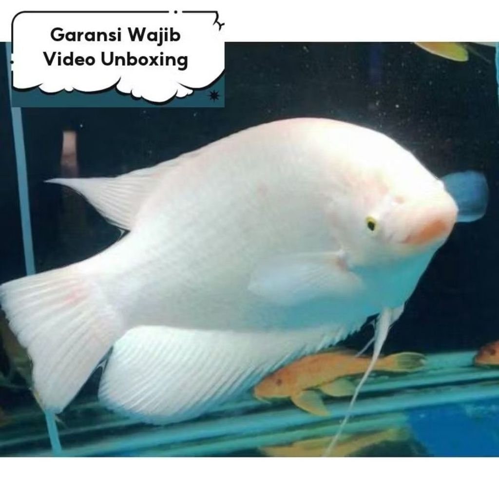 Bibit Gurame Padang Albino Berkualitas Tinggi 2/3jari