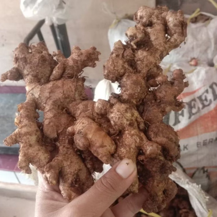 Jahe Emprit Segar Jahe Emprit Asli Bersih Jahe Emprit Murah