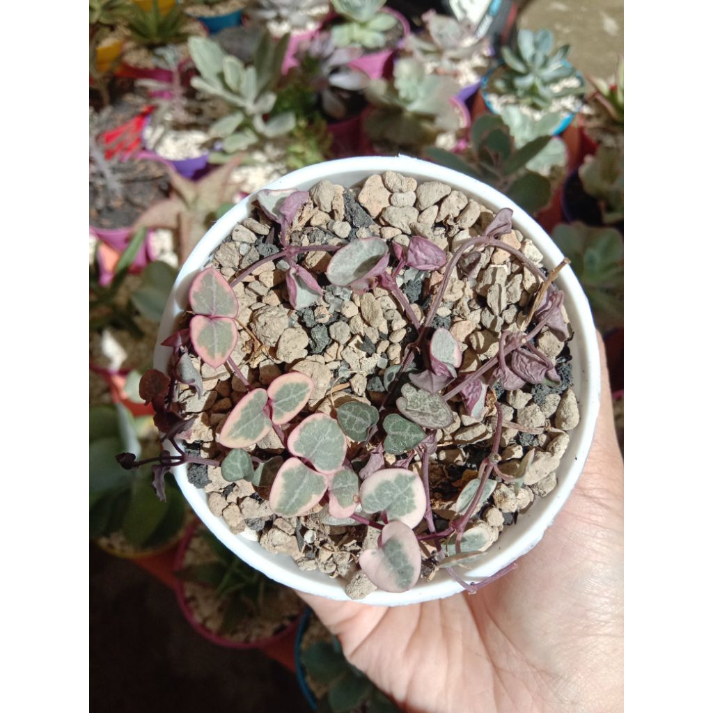 STRING OF HEART VARIEGATA .