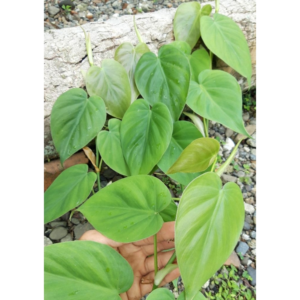 (Ukuran Big/Besar/Jumbo Daun 4-5) Sirih Brazil Cordatum