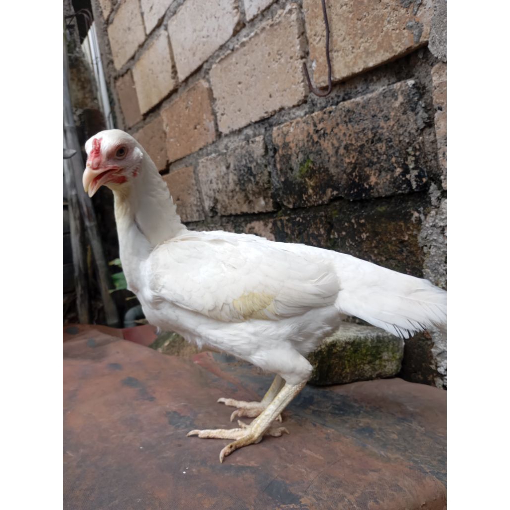 Ayam kampung putih betina biang muda di Jakarta
