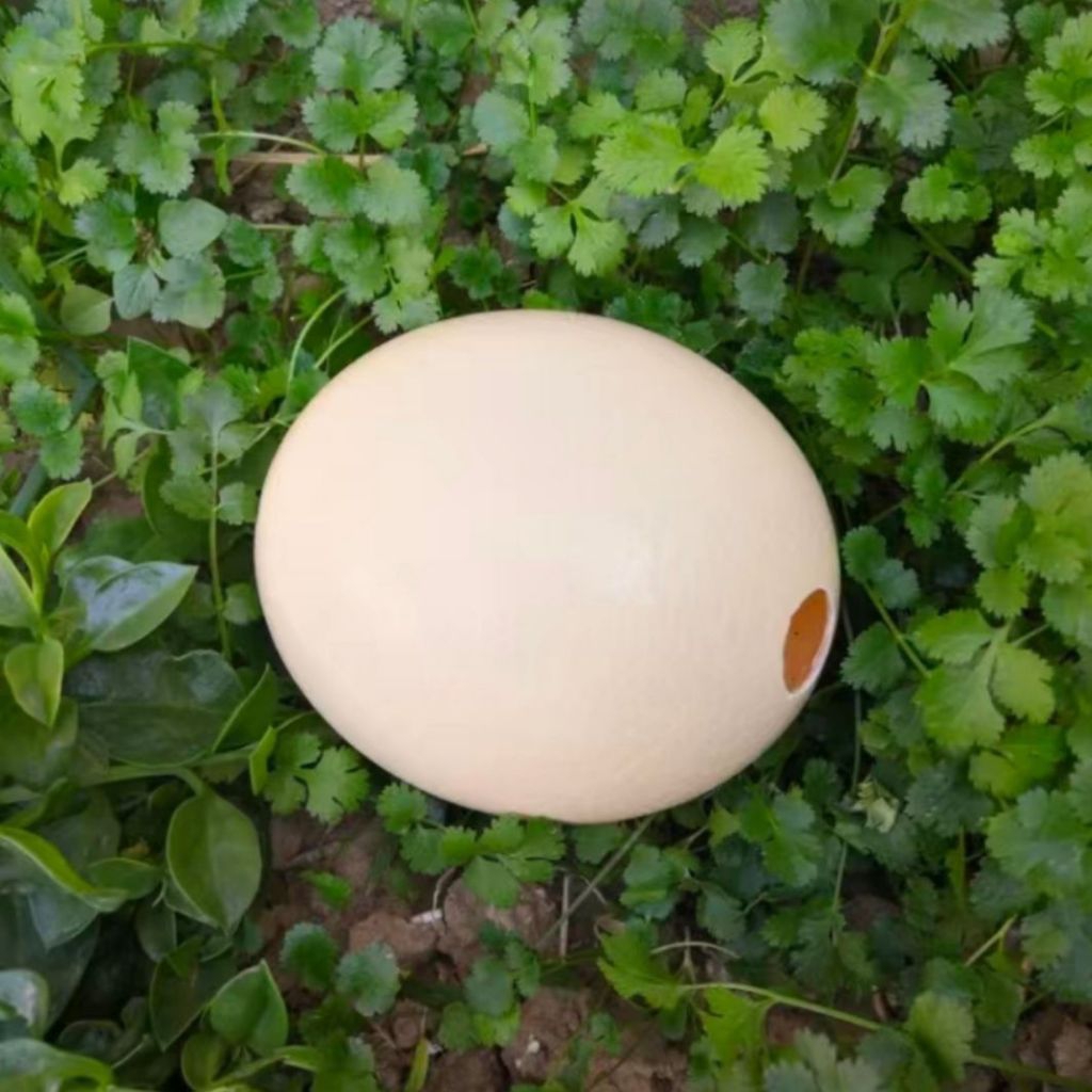 TELUR BURUNG UNTA ASLI  - OSTRICH EGGS ART & STAND - Pajangan/Dekorasi,  asli Afrika