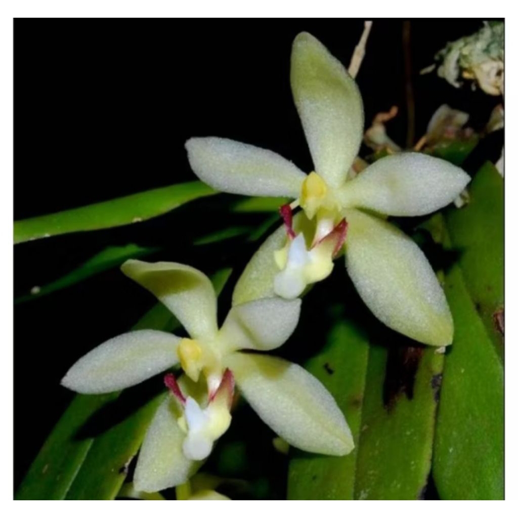 Anggrek peteroceras palidum dewasa siap berbunga  sudah sama media tanam mos hitam