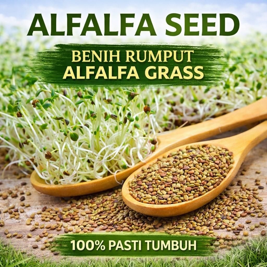 Benih Bibit Biji Alfalfa Grass Alfalfa Hay Makanan Kelinci Rumput Alfalfa 20 BIJI