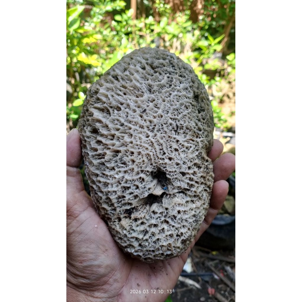 Batu hiasan aquarium dead rock