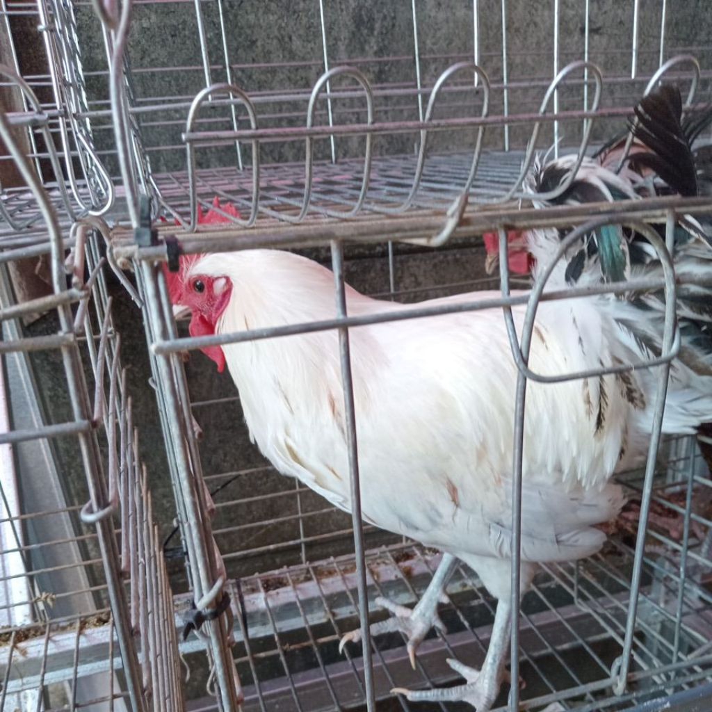 jago ayam arab umur 5 bulan