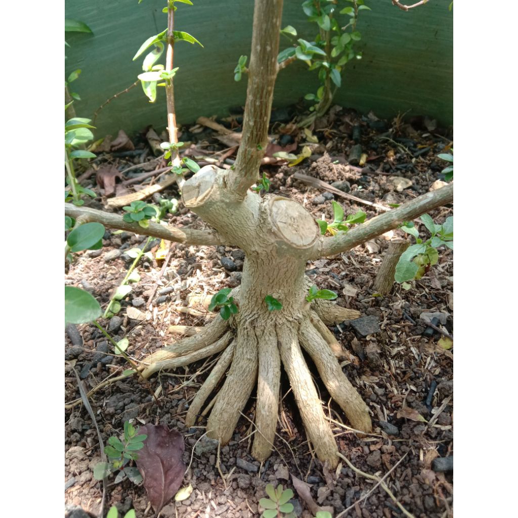 sancang bahan mame akar mutar dan kuat