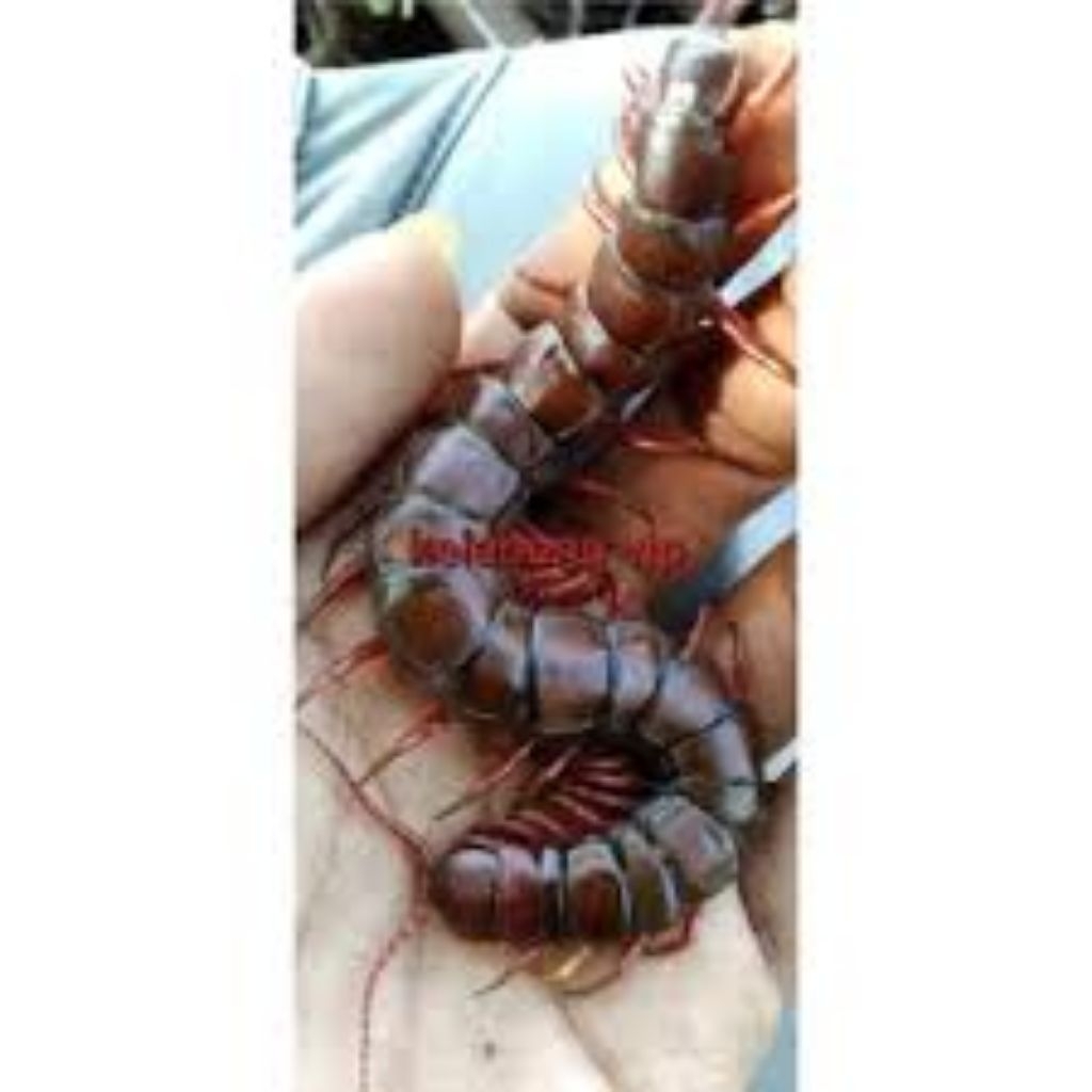 Lipan besar / Kelabang hidup size 10-12cm untuk pakan Arwana Predator Channa Murai dll..