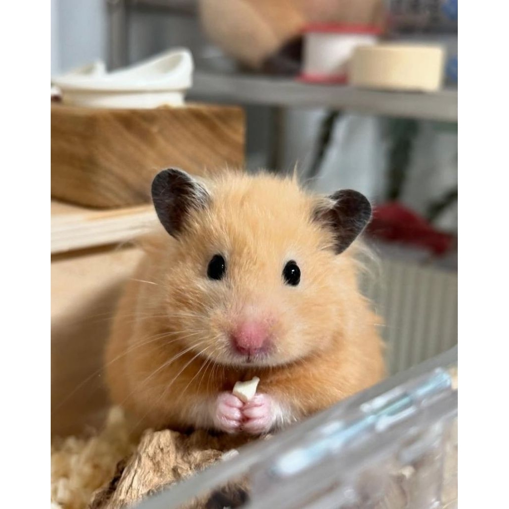 hamster syrian yellow short hair