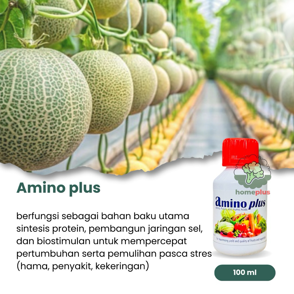 Asam Amino Amino Plus, Mencegah Tanaman Stres Mempercepat Pertumbuhan