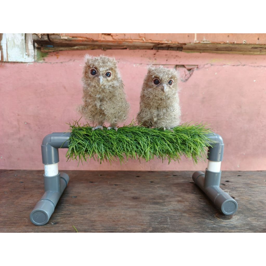 tangkringan burung hantu homemade