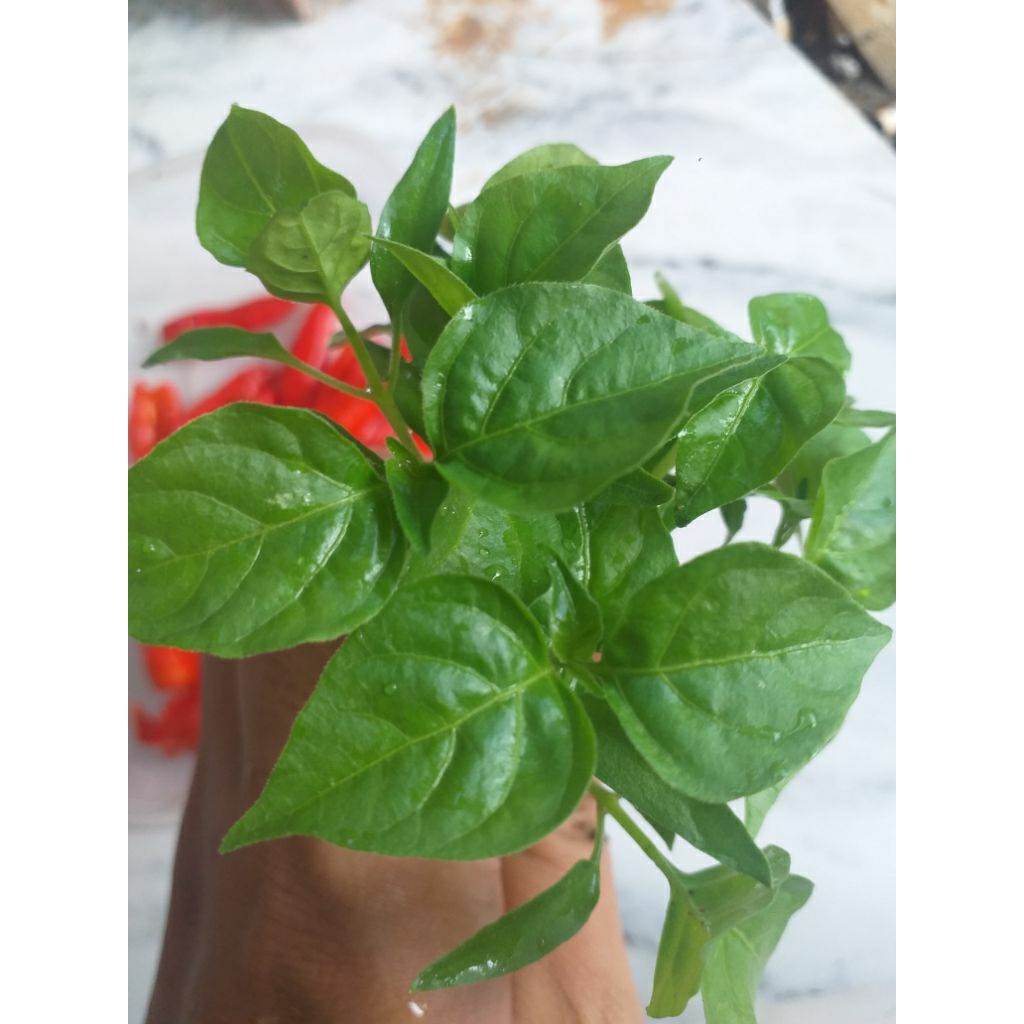 bibit cabe rawit setan siap tanam