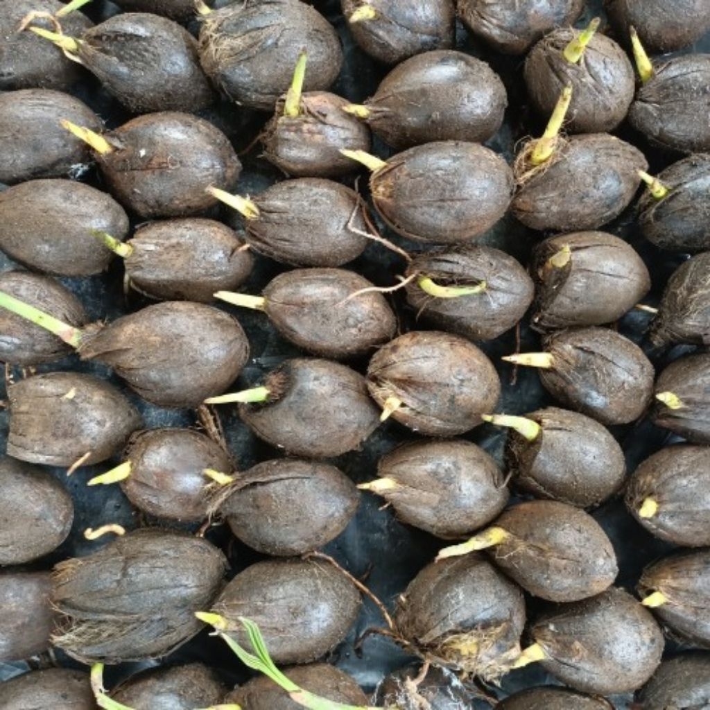 bibit pinang cepat berbuah pinang Batara unggul paket 70 biji