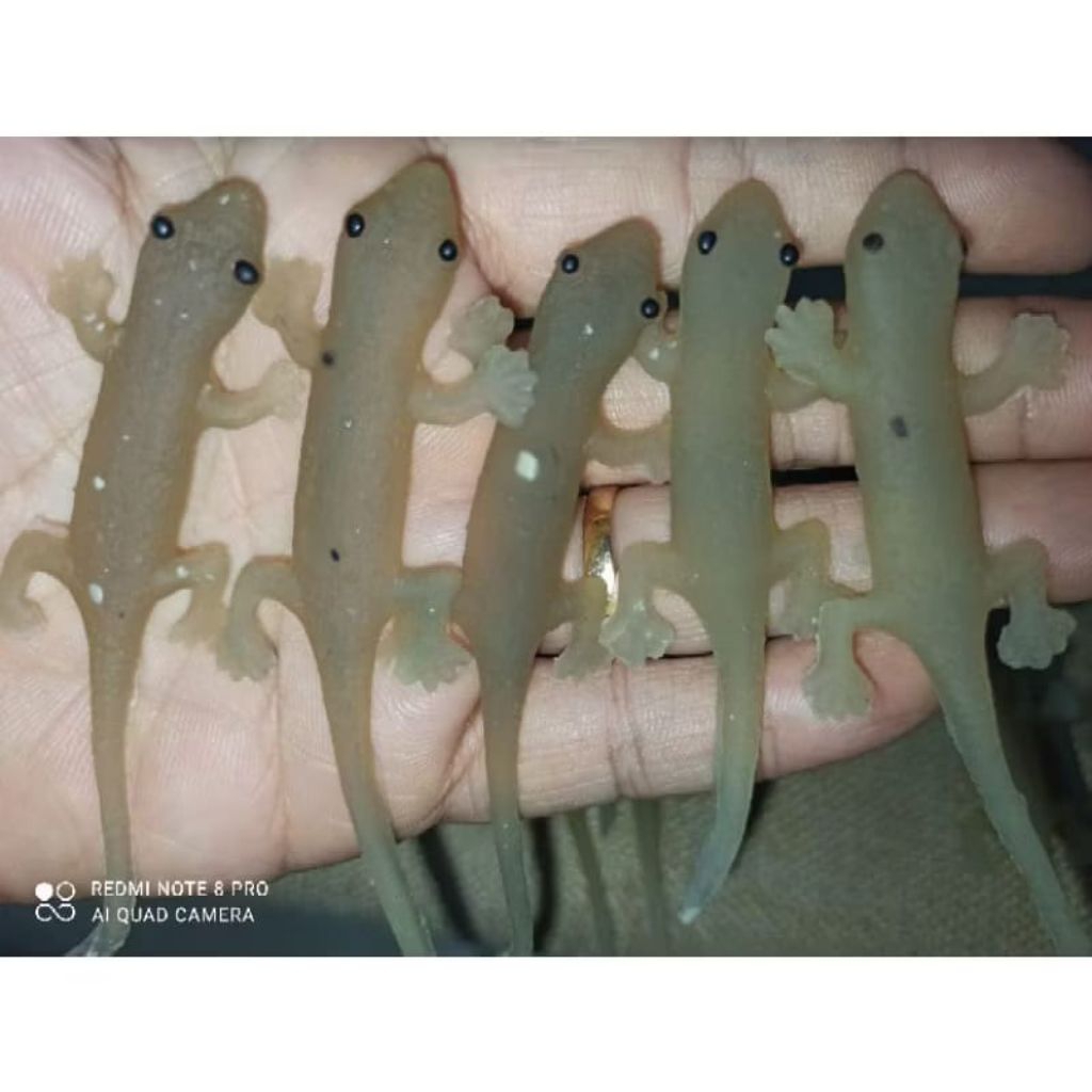 mainan cicak karet kurang bagus