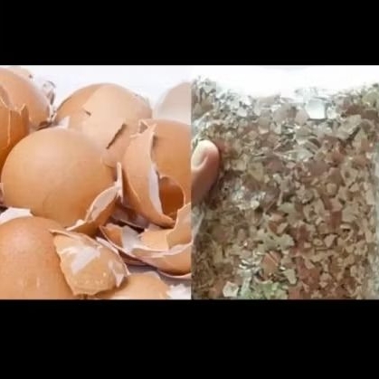 Cangkang Telur Ayam 1kg