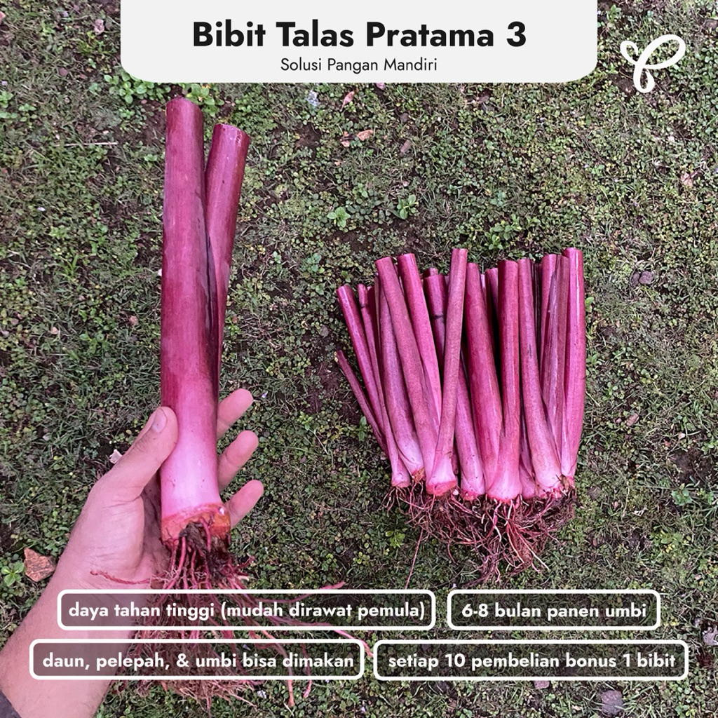 Bibit Talas, Pelepah Talas, & Daun Buntil Talas Pratama 3