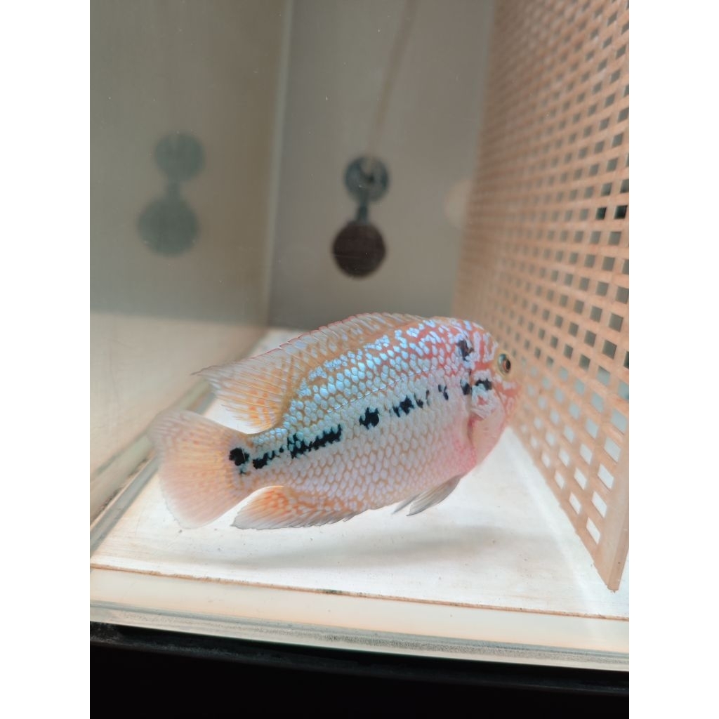 Louhan GB Kamfa F2 11cm Import Thailand