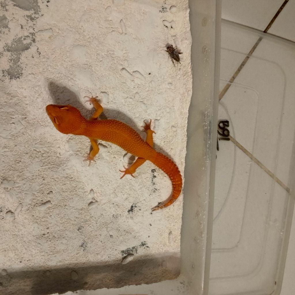 Koleksi gecko berkualitas data lengkap check out, gecko dikirim sesuai foto yang ada di produk