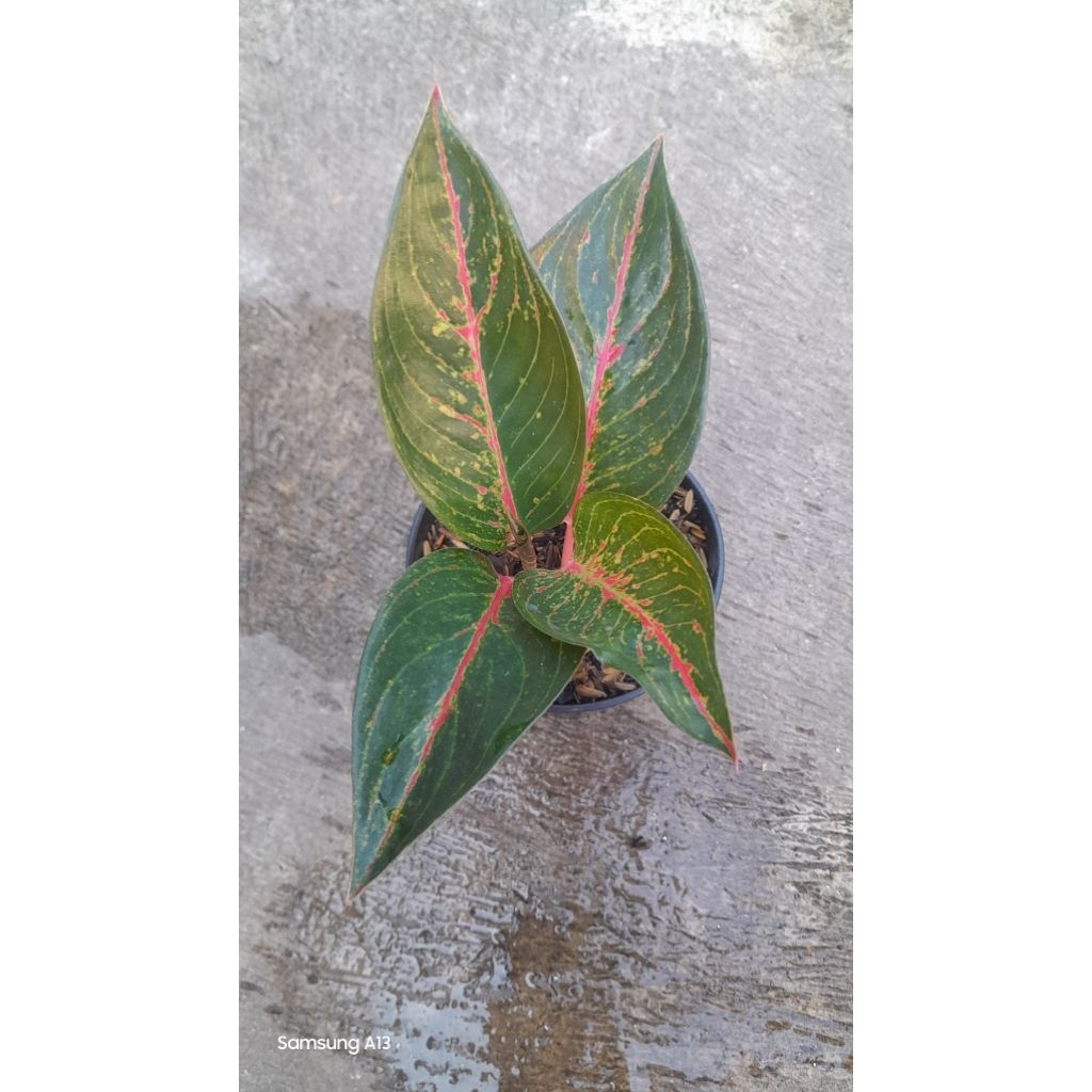 Aglonema HOT LADY Rumpun 2 (Size Remaja)
