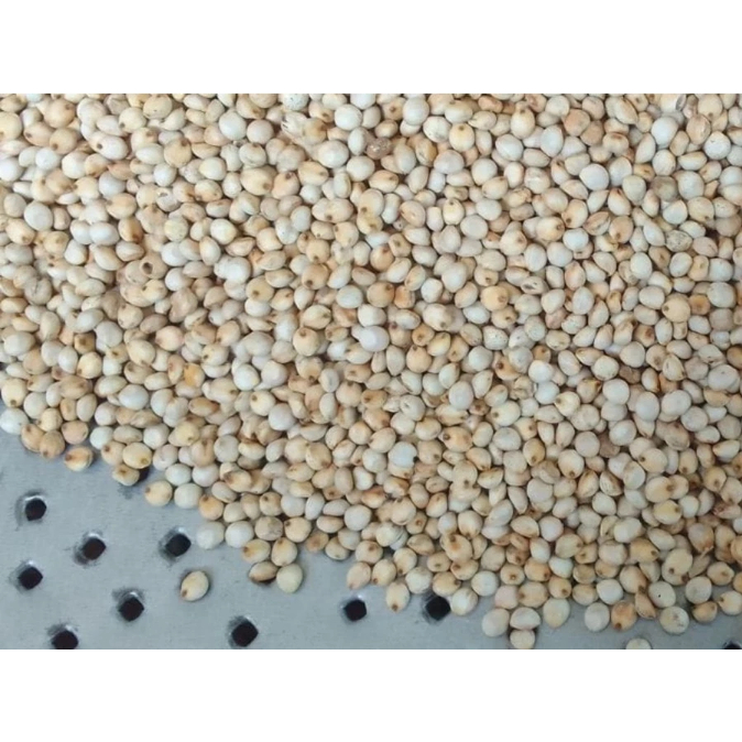 SORGUM PUTIH 1Kg Untuk Pakan Ternak