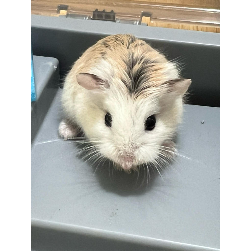 baby hamster roborovski/hamster