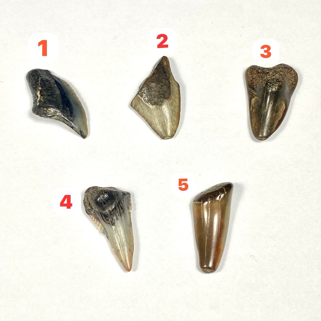 Gigi Hiu fosil batu - Fosil Gigi Hiu