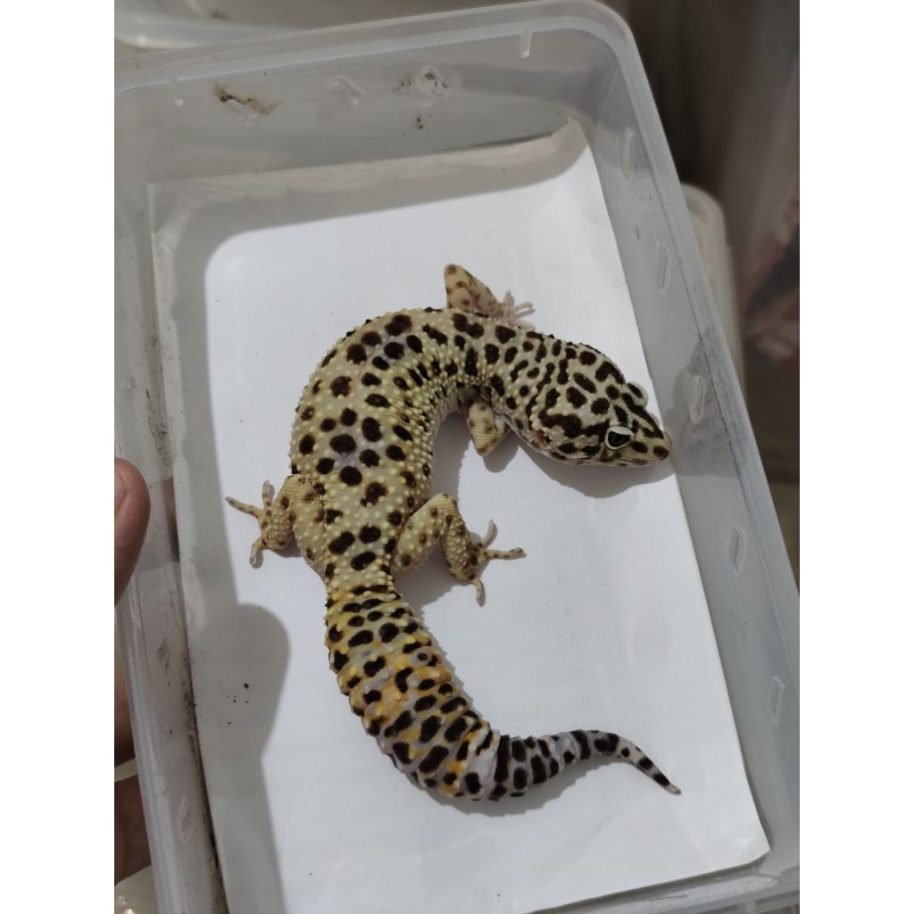 mainan leopard gecko afghan