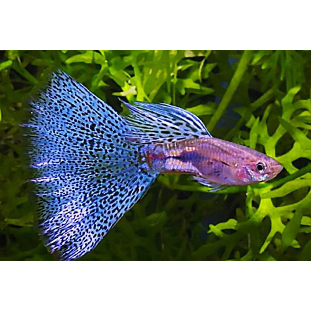 Guppy blue grass sepasang