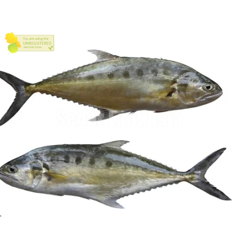 Ikan Talang Talang / Seafood / Ikan Laut / Ikan Segar / Ikan 1Kg