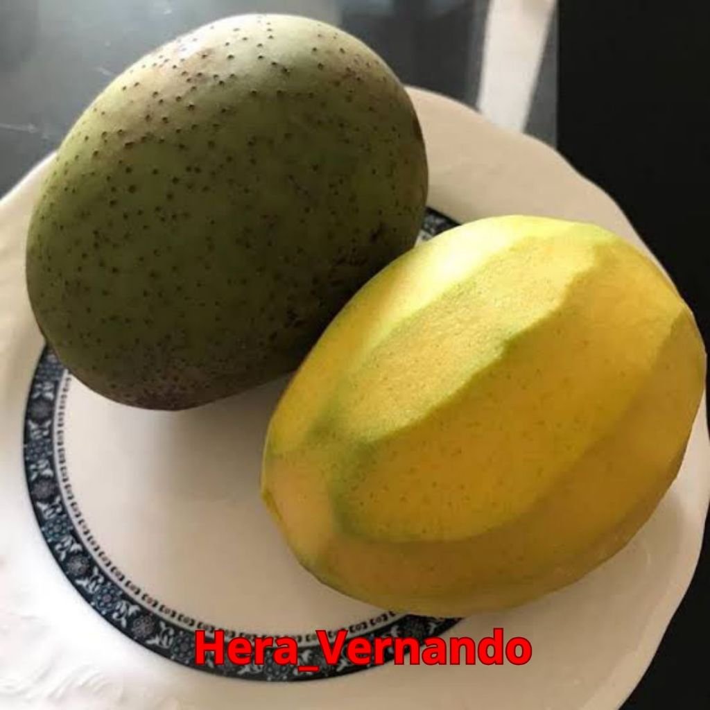Bibit Mangga Pakel Spesial Hasil Okulasi