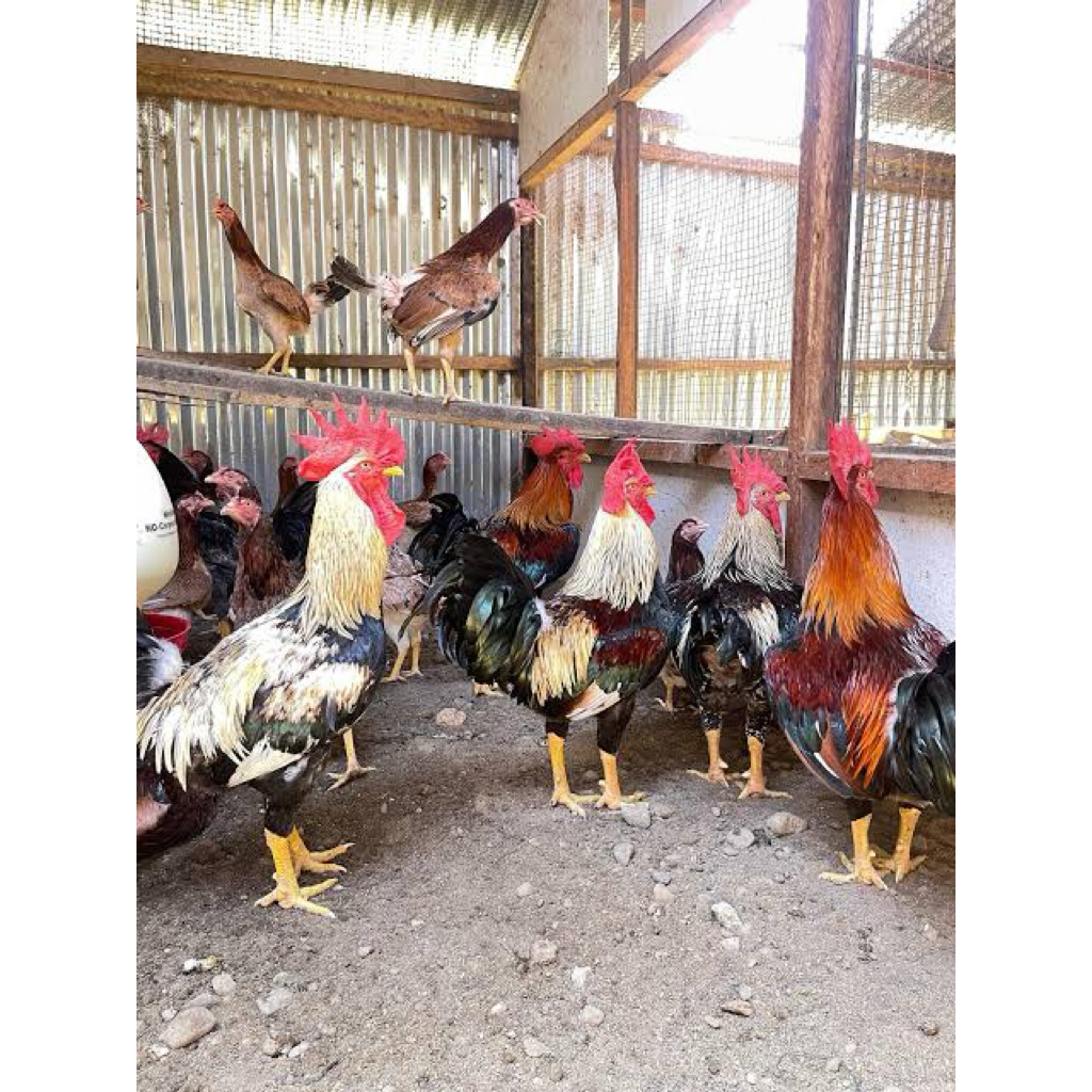 Telur Dertil Ayam Kub 2 Janaka untuk di tetaskan