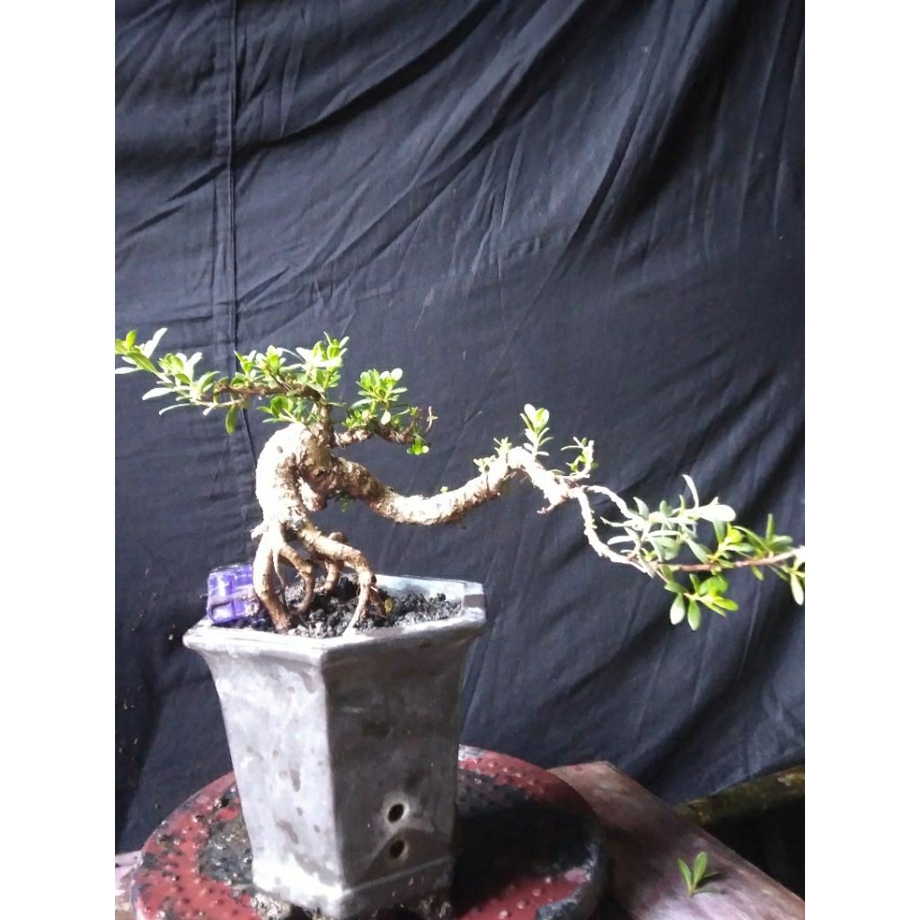 bonsai.santigi