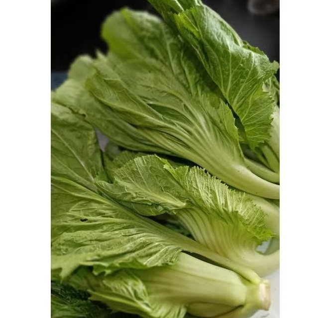 Sayur Jabung atau sawi pahit 500gr antioksidan