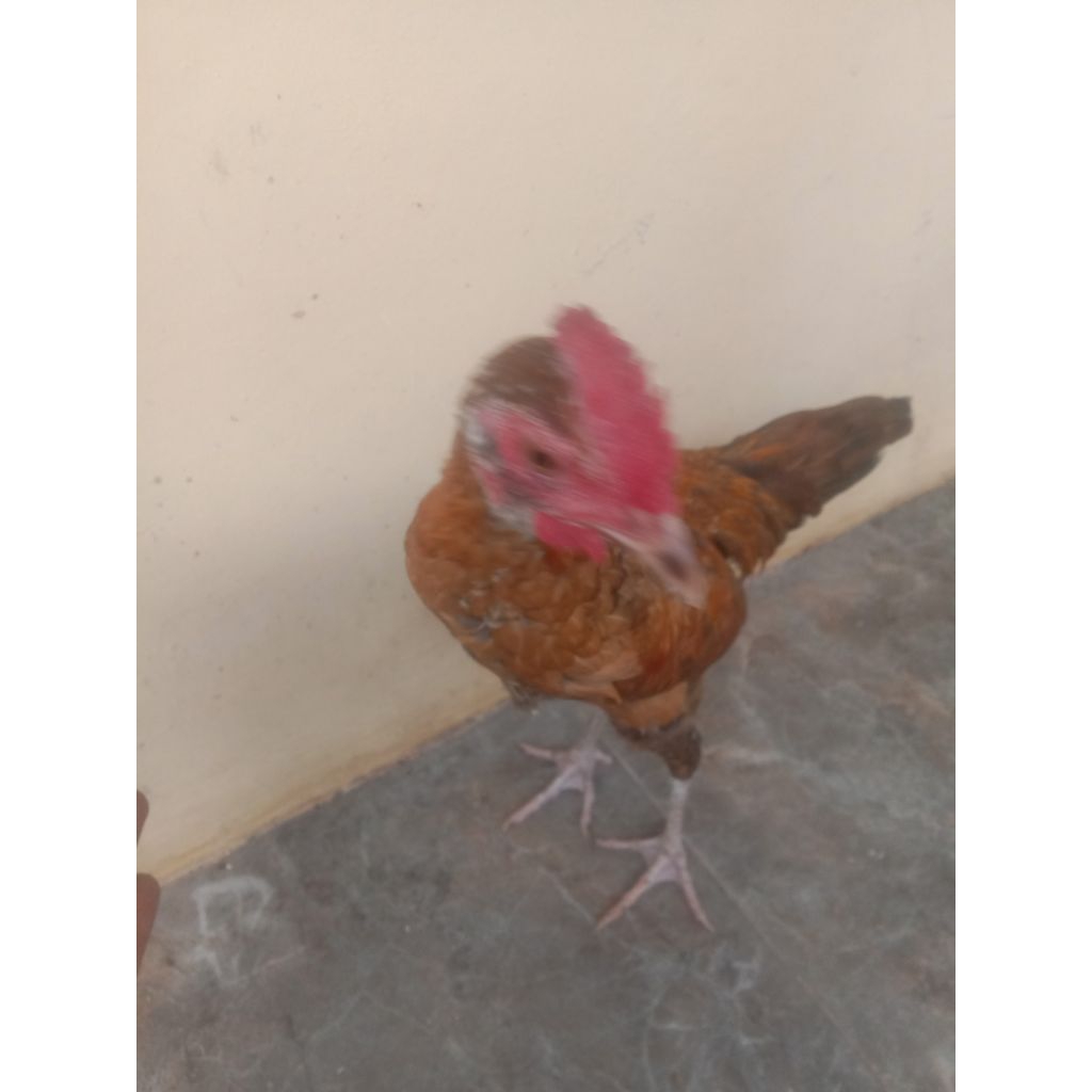 Ayam jantan kampung silangan pelung coklat jengger lamba sehat