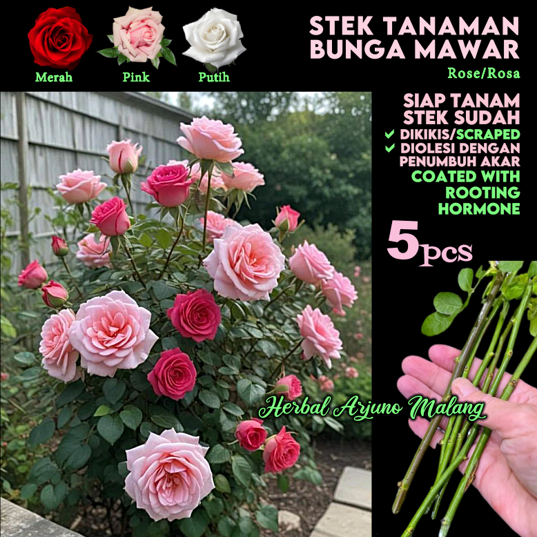 Bunga Mawar Lokal Ros Rose Stek Batang Tanaman Kembang Flower Rosa Harum Wangi Merah Putih Pink Orga