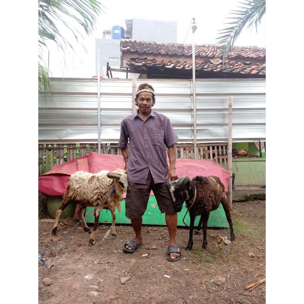 Kambing Aqiqah Murah Tangerang – Domba Qurban Sehat Siap Kirim