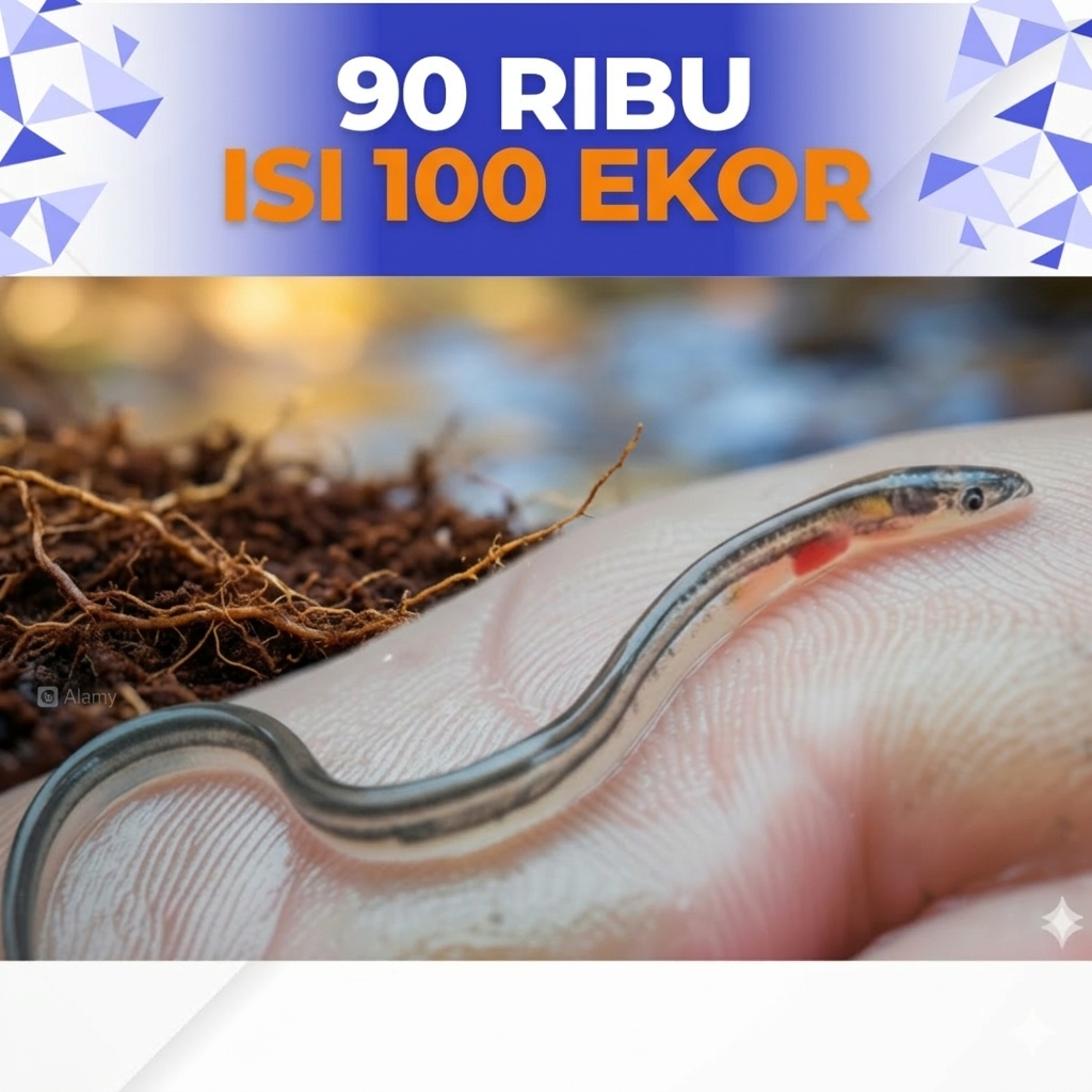 Bibit ikan Sidat Grade A Hidup Berkualitas - Benih ikan sidat Siap Budidaya Di Aquarium Terpal Tanah