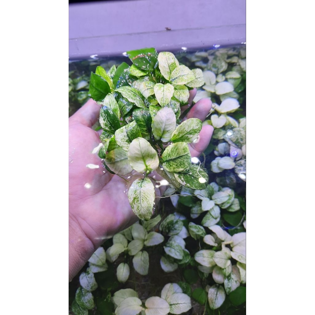 Anubias Pinto Indukan