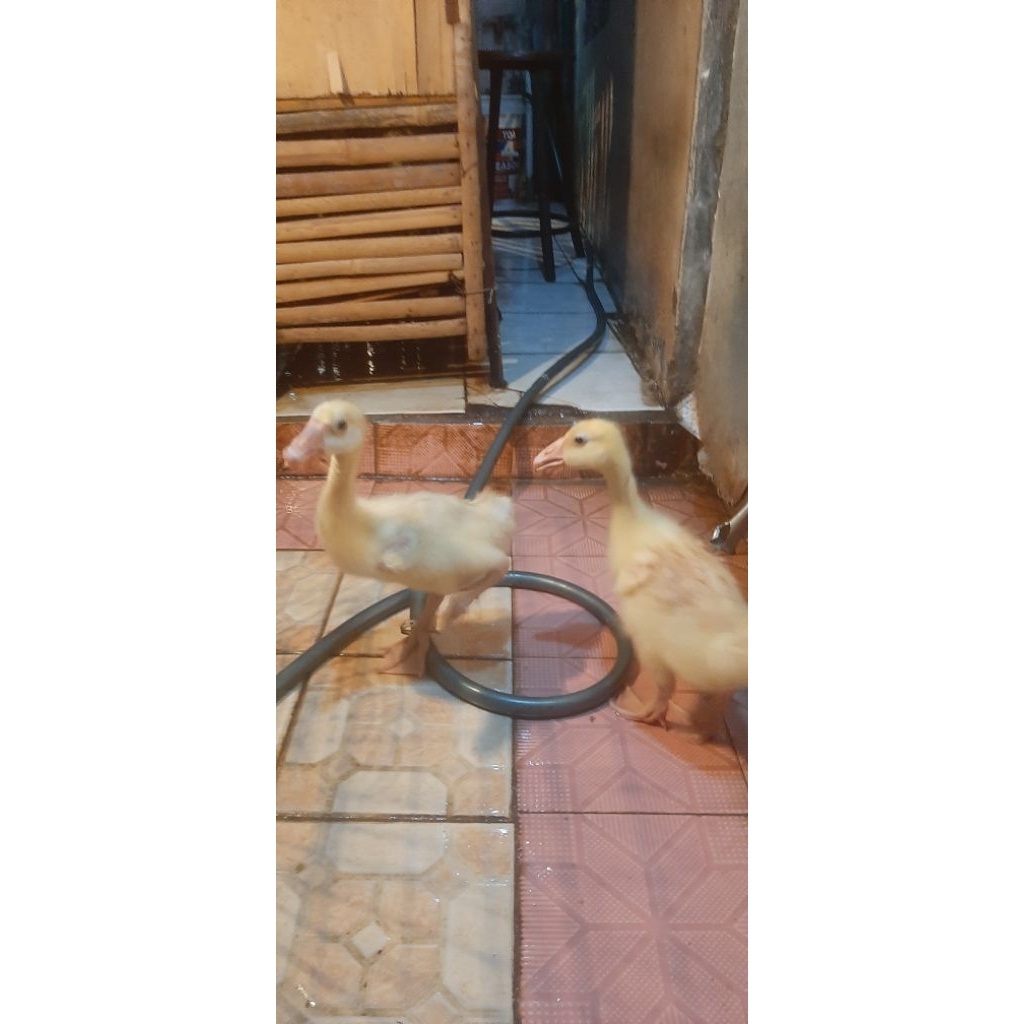 Anakan Soang/Anakan angsa