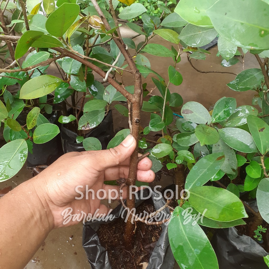 Ficus Iprik Silver Pensil up Bahan Bonsai Daun Bulat Pupus Merah Ficus Microcarpa