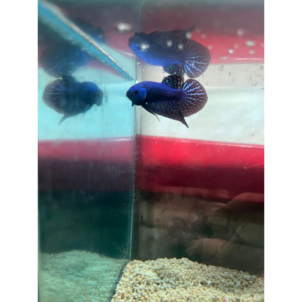 wild betta alien blue