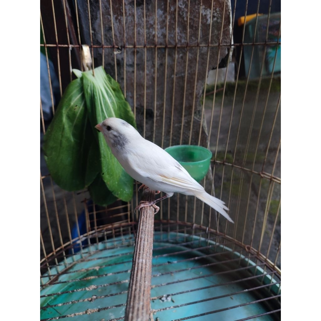 kenari putih gacoran