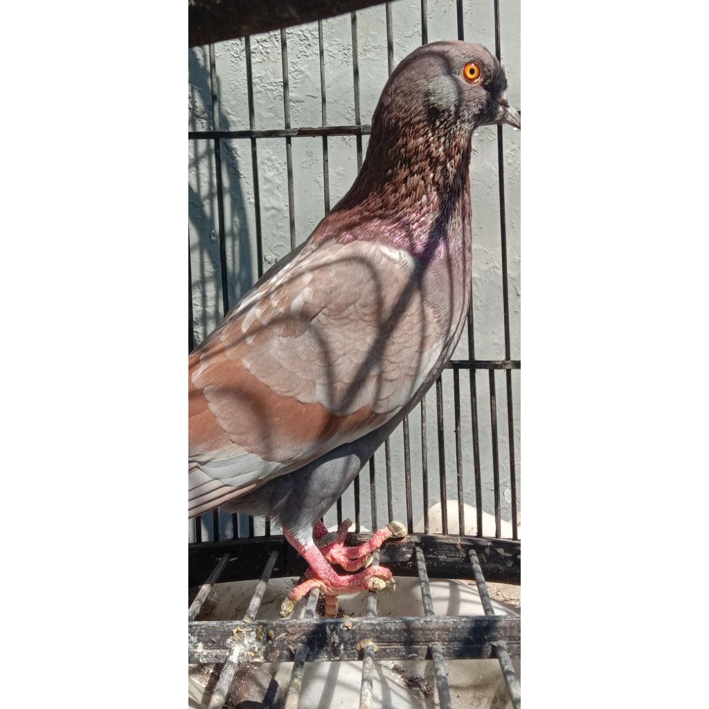 Merpati kolong sepasang