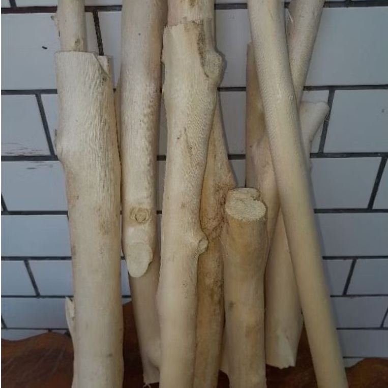 BATANG KAYU GAHARU AQULARIA MALACENSIS