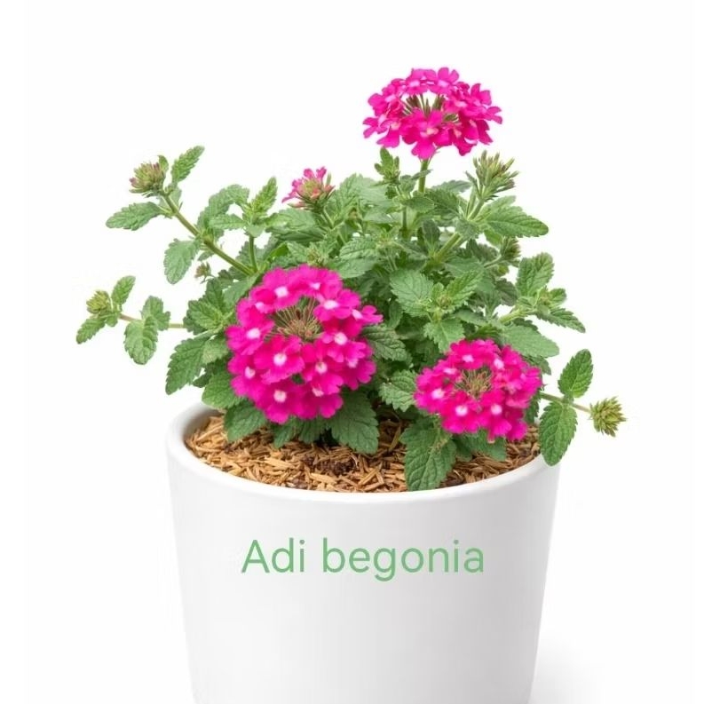 verbena ping magenta tanaman hias verbena sudah berbunga
