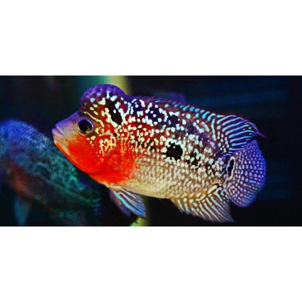 Kamfa F2 GB Louhan Bigsize