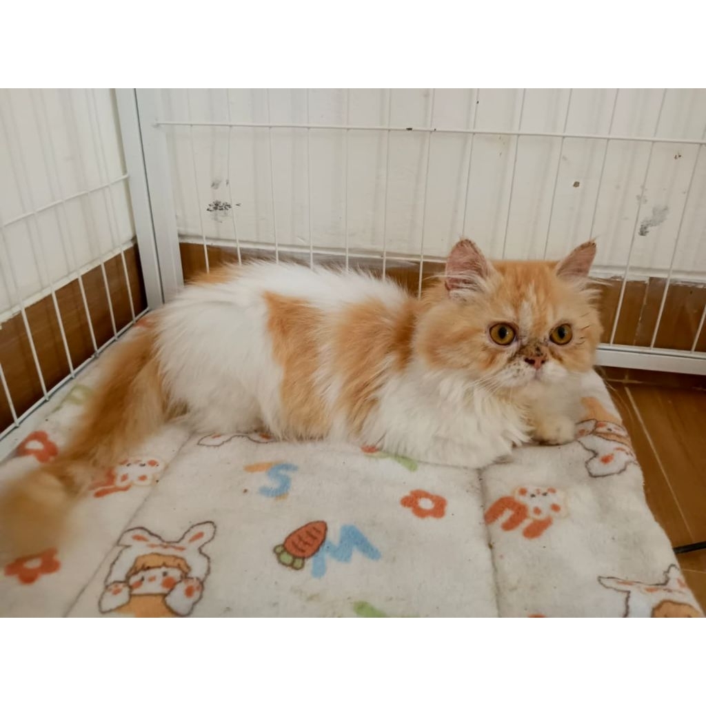 adopsi kucing persia jantan