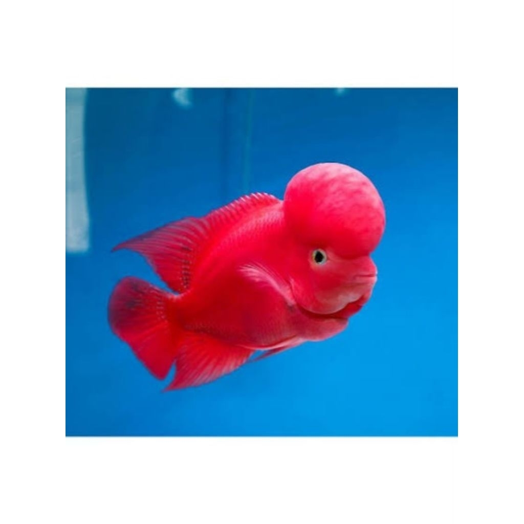 louhan red monkey ukuran 5cm up ke atas